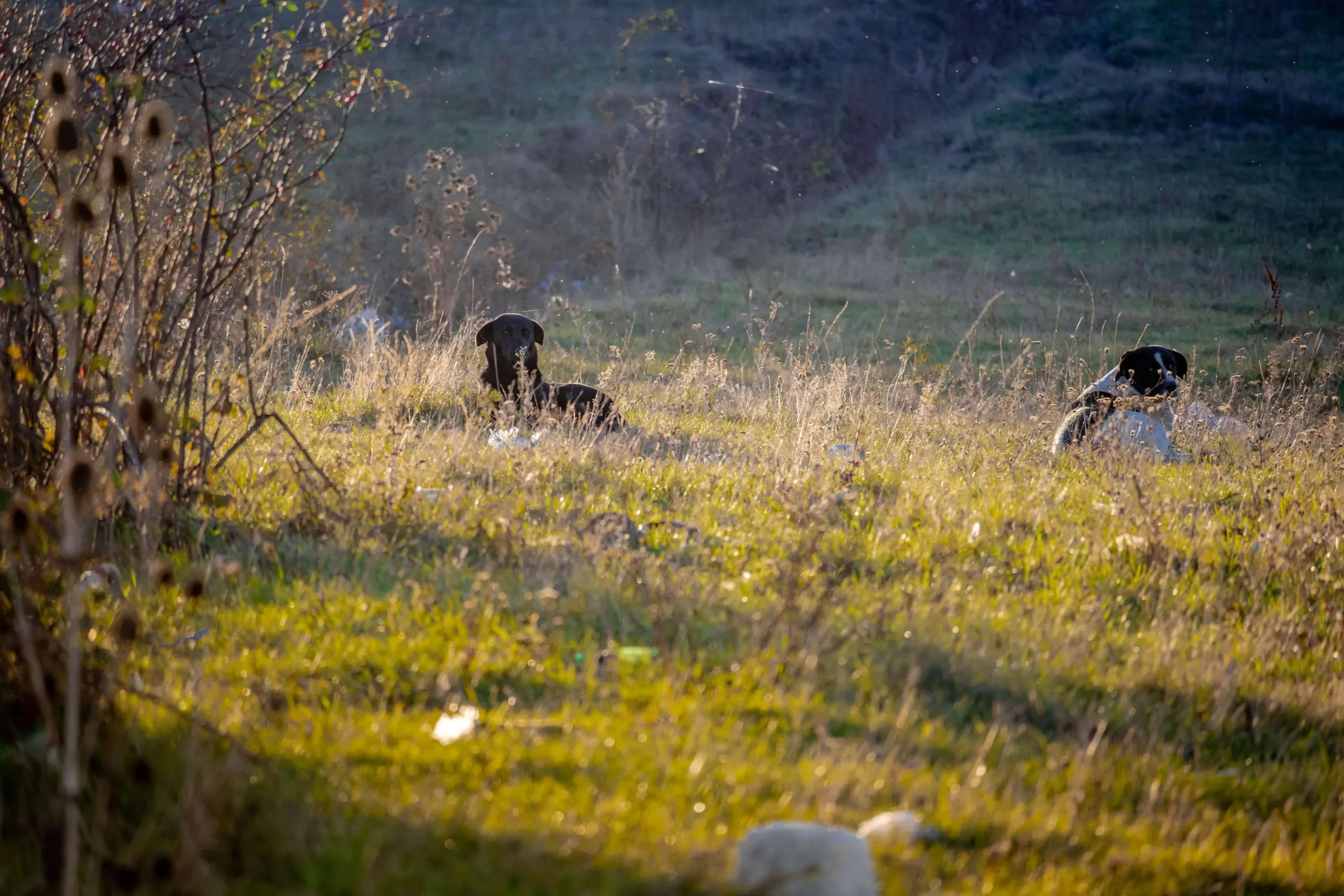 Helping captive wildlife