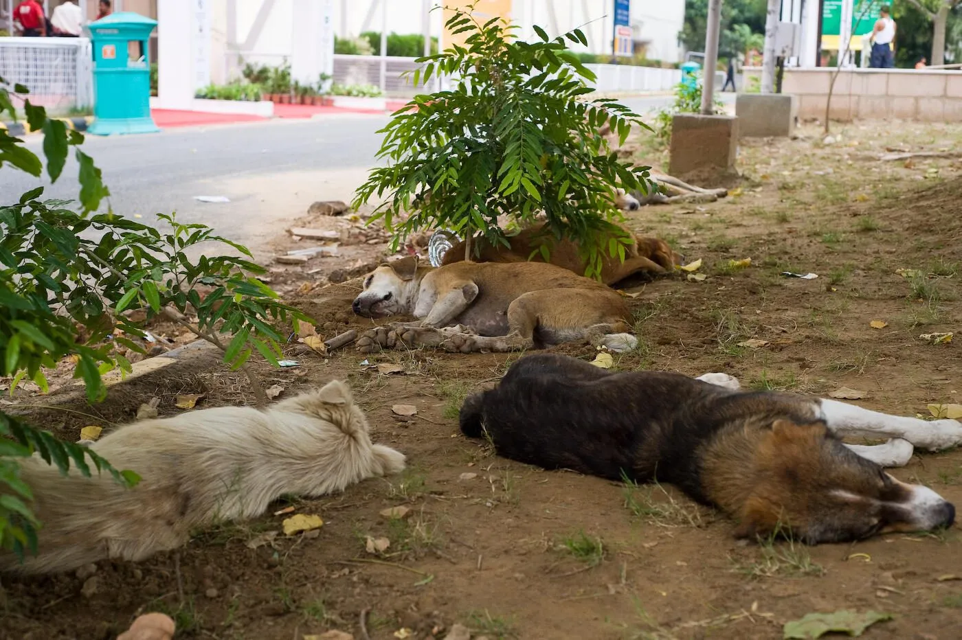 Ending animal fighting